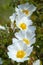 White Cistus Salvifolius, flower commonly called sage-leaved rock-rose, salvia cistus