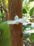 White citrus flatid planthopper found a on tree trunk