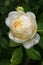 White Claire Austin English rose bloom and buds dotted with raindrops on a branch in a spring garden