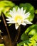 White Clean Lotus
