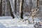 White clean snow in copse, winter forest