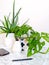 White clean work desk with numerous green plants for a relaxing no stress work environment