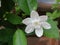 White clematis