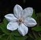 White clematis