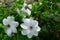 White Clematis with Curly Purple Stamens