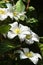 White Clematis flowers in summer