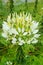 White Cleome - Spider Flower