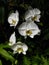 White Climbing Orchids