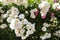 White climbing roses close-up