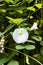 The White Clitoria ternatea flowers on the fence near the house in the garden.