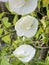white Clitoria ternatea flowers of the plant in the garden