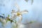 White closeup magnolia flower. natural spring or summer floral  background with sift focus effect