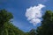 White cloud against the blue sky framed by the crowns of green trees below