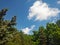 A White Cloud in The Azure Sky Floats Over the Tops of Firs, Pines and Acacias