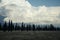 White clouds against a blue sky with silhouettes of tall cypress trees in a field.