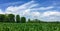 White clouds over a cornfield