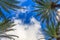 White clouds, palm trees and blue sky