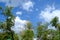 White clouds surrounded trees against beautiful clear sky