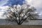 White clouds. Windy day at the lake. Waves open spaces horizon. Autumn. November. Silhouette of a tree on the shore. Willow plant