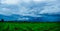 White cloudy sky and blue sky background over the local rice fields in countryside landscape of Thailand