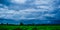 White cloudy sky and blue sky background over the local rice fields in countryside landscape of Thailand