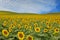 White cloudy sky over sunflower field
