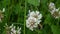 White clover flover in the field. HD video footage static camera.