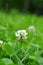 White clover flower in green clover leaves meadow