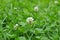 White clover flower in green clover leaves meadow