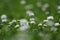 White clover flowers