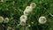 White clover flowers among grass