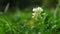 White Clover in a green meadow. Camera panning up