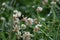 White clover just after a Rain shower