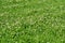 White clover or in Latin Trifolium repens surrounded by green grass