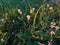 White clover in the meadow. Evening sunlight.