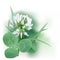 White Clover - Trifolium.