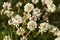 White clover (Trifolium repens)