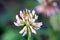 White Clover Trifolium repens