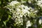 White cloves flower close up