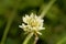 White Clower & x28;Trifolium repens& x29;