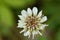 White Clower & x28;Trifolium repens& x29;