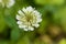 White Clower & x28;Trifolium repens& x29;