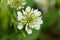 White Clower & x28;Trifolium repens& x29;