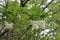 White clusters of beautiful flowers bloom on a tree in spring in the park.