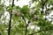 White clusters of beautiful flowers bloom on a tree in spring in the park.