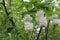 White clusters of beautiful flowers bloom on a tree in spring in the park.