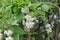 White clusters of beautiful flowers bloom on a tree in spring in the park.