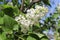 White clusters of flowers bloom on a lilac bush on a sunny may day