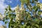 White clusters of flowers bloom on lilac bushes in spring on a sunny day.