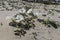 White coastal bindweed flowers Convolvulus secundus in sand dunes.